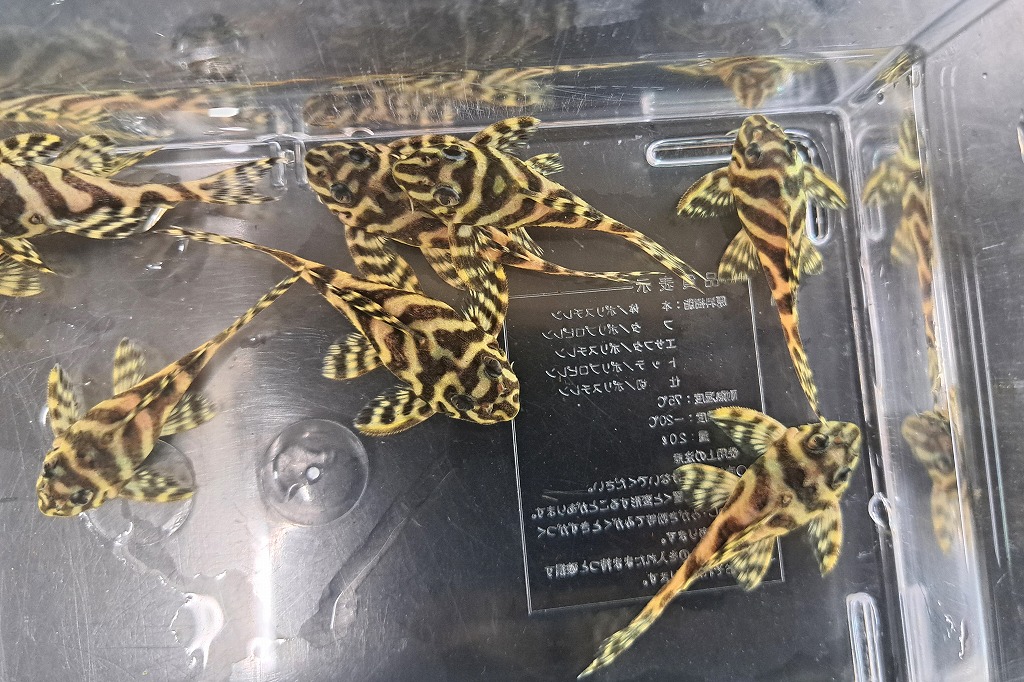 インターアクア】熱帯魚新入荷案内 | 名古屋のペットショップRemix